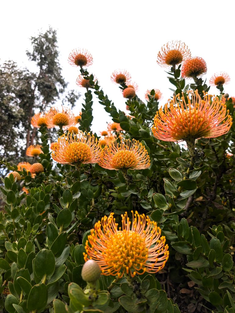 PXL_20250603_150421458 - tratado