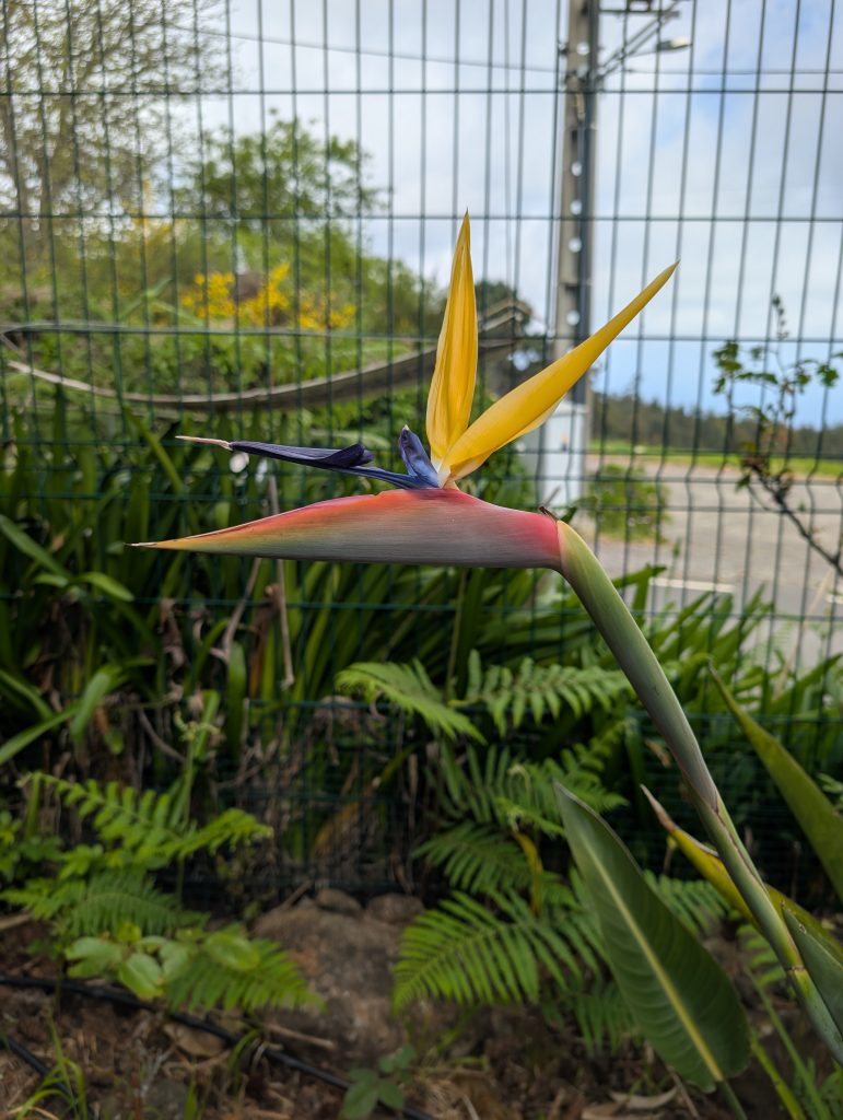 PXL_20250603_152149938.MP