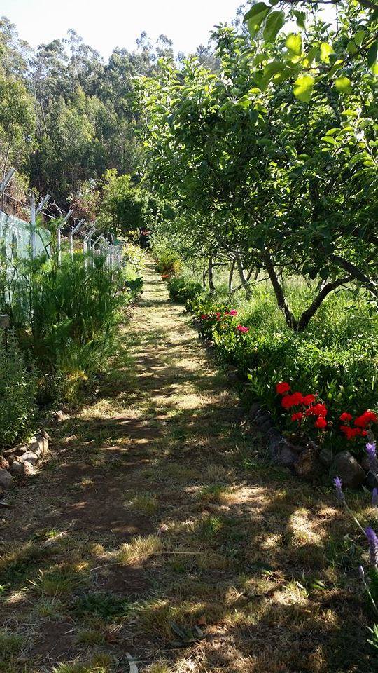 cantinho das aromáticas