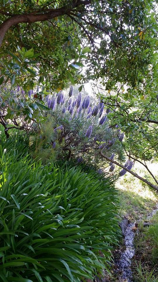 maçaroco da madeira